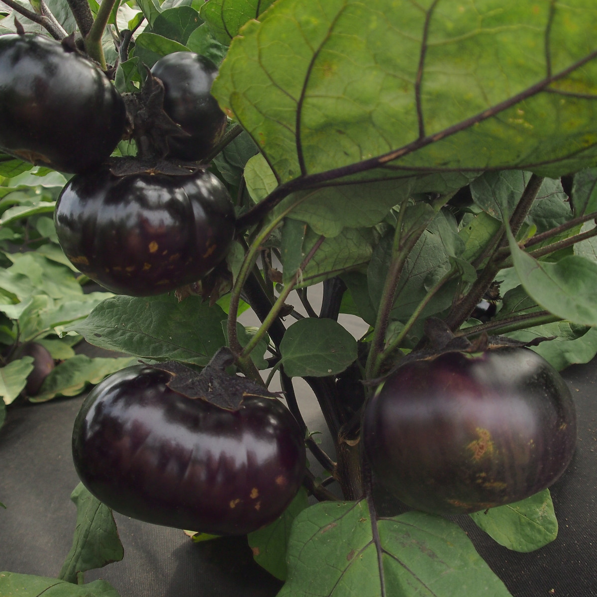 Baklažán guľatý vajcoplodý Laura - Solanum melongena - predaj semien - 30 ks