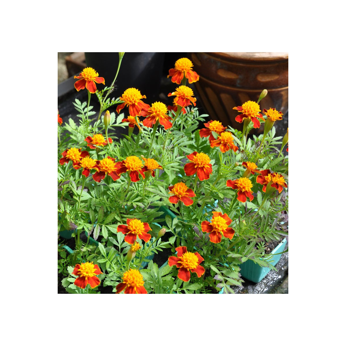 Aksamietnica rozložitá Orange flame - Tagetes patula nana - predaj semien - 0,3 g