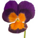 Fialka Jolly Joker F2 - Viola wittrockiana - predaj semien fialiek - 20 ks