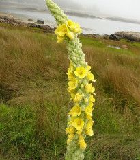 Divozel malokvetý - Verbascum thapus - semená divozela - 150 ks