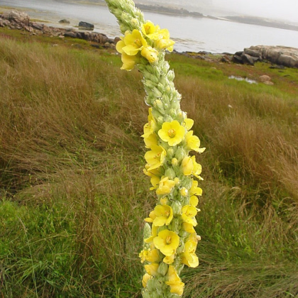 Divozel malokvetý - Verbascum thapus - semená divozela - 150 ks