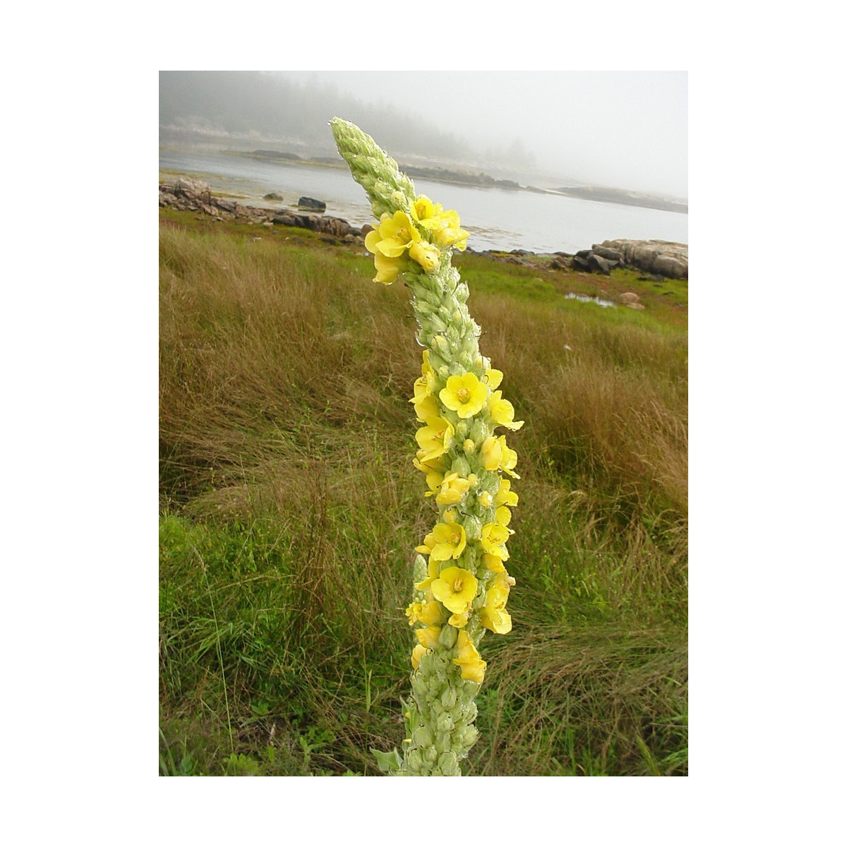 Divozel malokvetý - Verbascum thapus - semená divozela - 150 ks