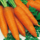 Mrkva Autumn King 2 - Daucus carota - semená mrkvy - 0,4 g