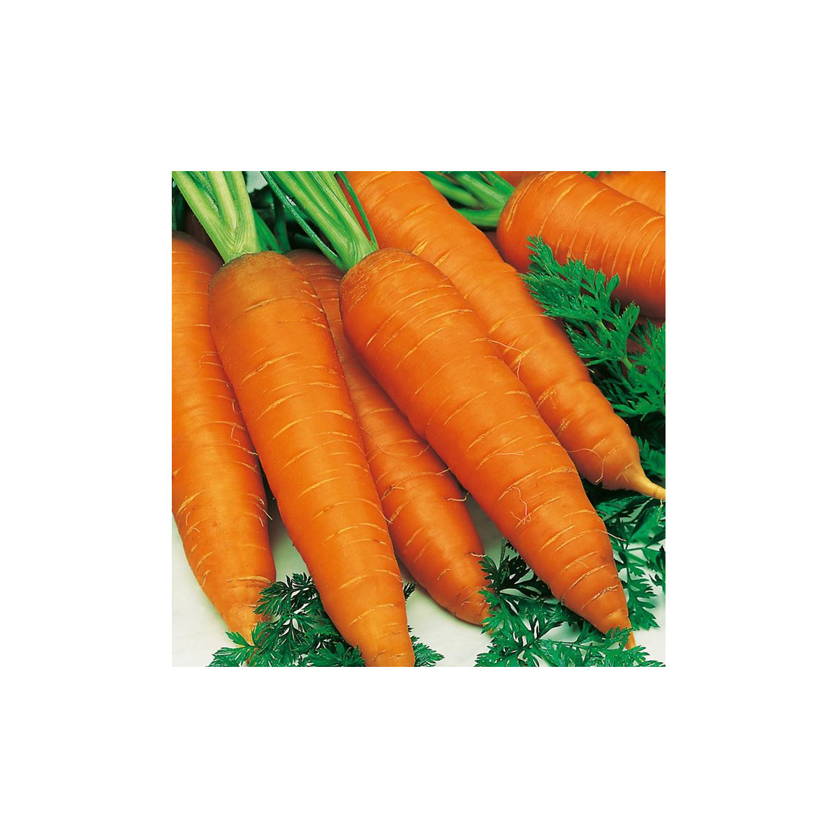 Mrkva Autumn King 2 - Daucus carota - semená mrkvy - 0,4 g