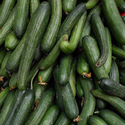 Bio Uhorka Hadovka Paska F1 - Cucumis Sativus - predaj semien v bio kvalite - 4 ks