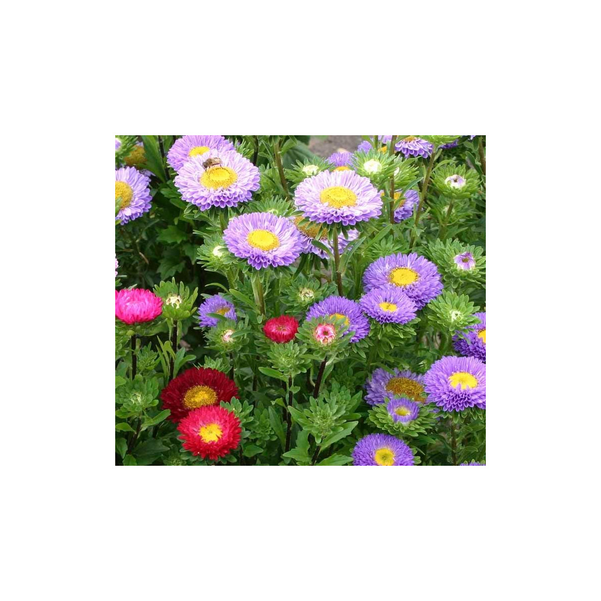 Astra čínska - Callistephus chinensis - predaj semien - 110 ks