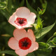 Ľan veľkokvetý Charmer Salmon - Linum grandiflorum - semená lnu - 20 ks