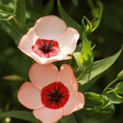 Ľan veľkokvetý Charmer Salmon - Linum grandiflorum - semená lnu - 20 ks