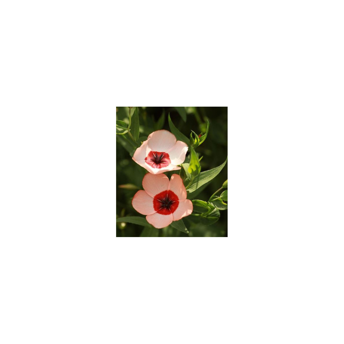 Ľan veľkokvetý Charmer Salmon - Linum grandiflorum - semená lnu - 20 ks