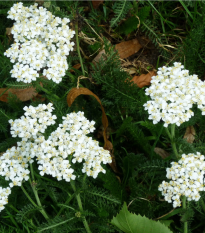 Rebríček obyčajný Yarrow - Achillea millefolium - predaj semien trvaliek - 200 ks