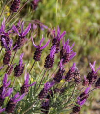Levanduľa francúzska - Lavandula stoechas - semená levandule - 20 ks