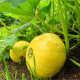 Tekvica Gele Reuzen - Cucurbita maxima - predaj semien - 5 ks