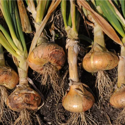 Cibuľa ozimná Senshyu Yellow - Allium - semená cibule - 0,4 g