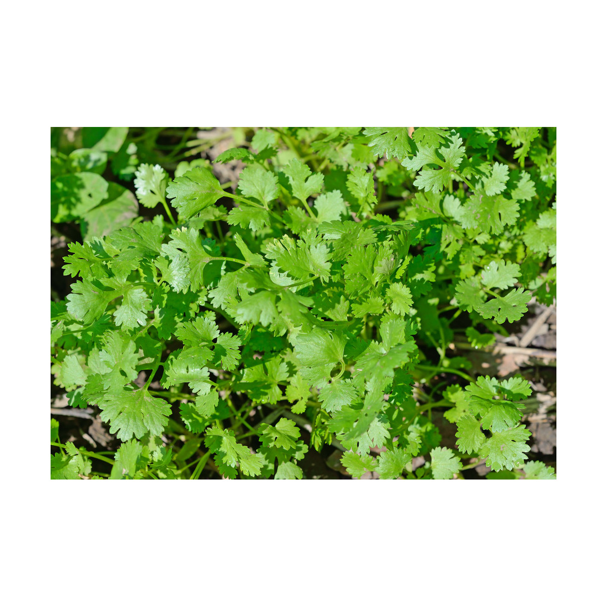 Koriander siaty Cadiz - Coriandrum sativum - semená koriandra - 100 ks