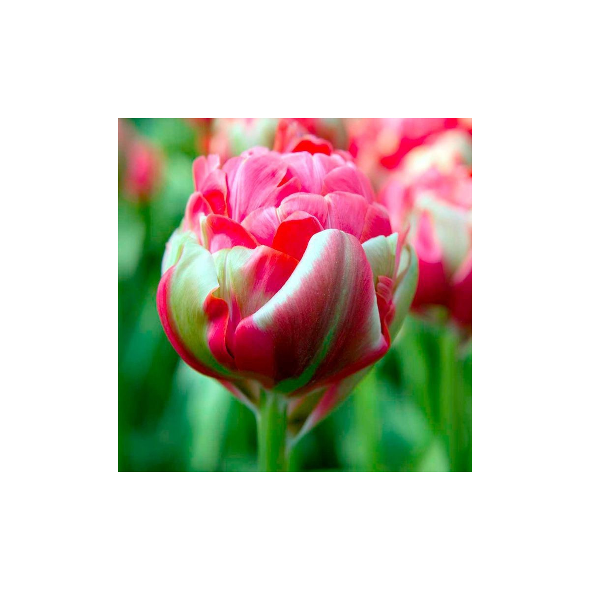 Tulipán Renown Unique - predaj cibuľovín - holandské tulipány - 3 ks