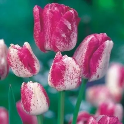 Tulipán Modern style - predaj cibuľovín - holandské tulipány - 3 ks