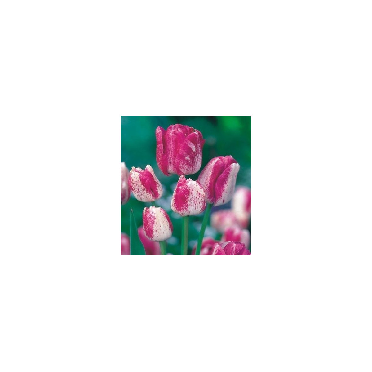 Tulipán Modern style - predaj cibuľovín - holandské tulipány - 3 ks