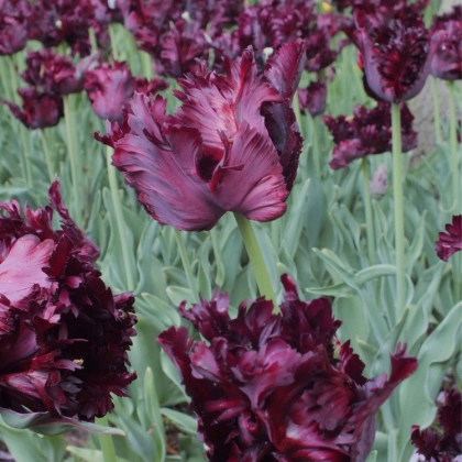 Tulipán Black Parrot - Tulipa - predaj cibuľovín - 3 ks