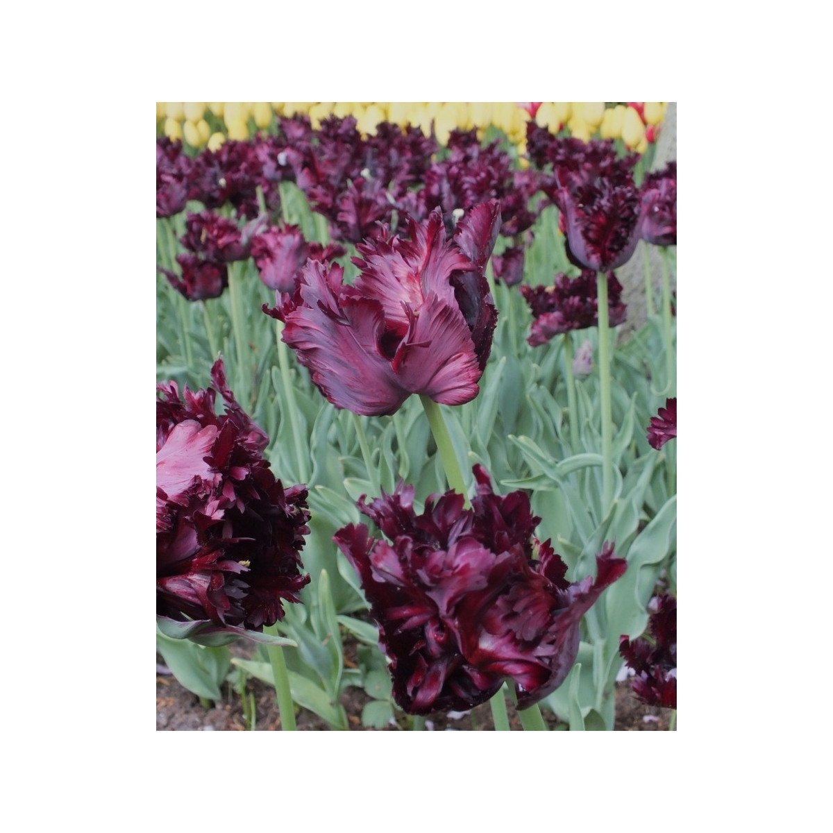 Tulipán Black Parrot - Tulipa - predaj cibuľovín - 3 ks