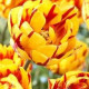 Tulipán Golden Nizza - predaj cibuľovín - holandské tulipány - 3 ks