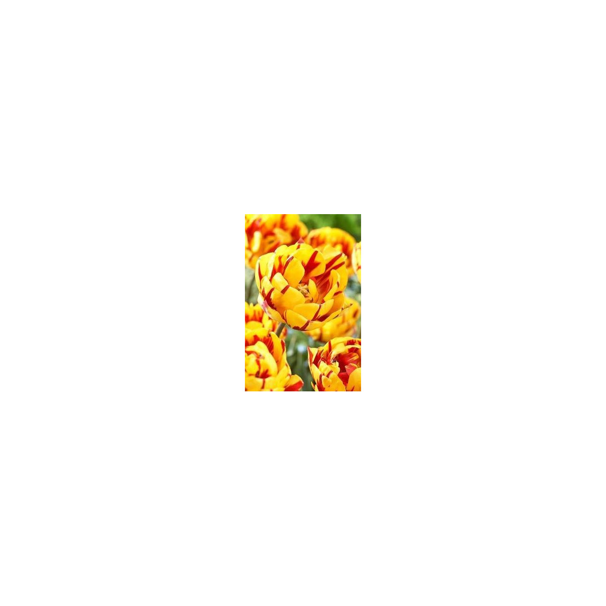 Tulipán Golden Nizza - predaj cibuľovín - holandské tulipány - 3 ks