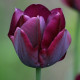 Tulipán Ronaldo - Tulipa - predaj cibuľovín - 3 ks