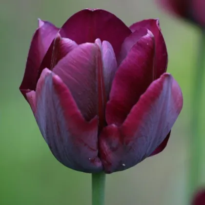 Tulipán Ronaldo - Tulipa - predaj cibuľovín - 3 ks