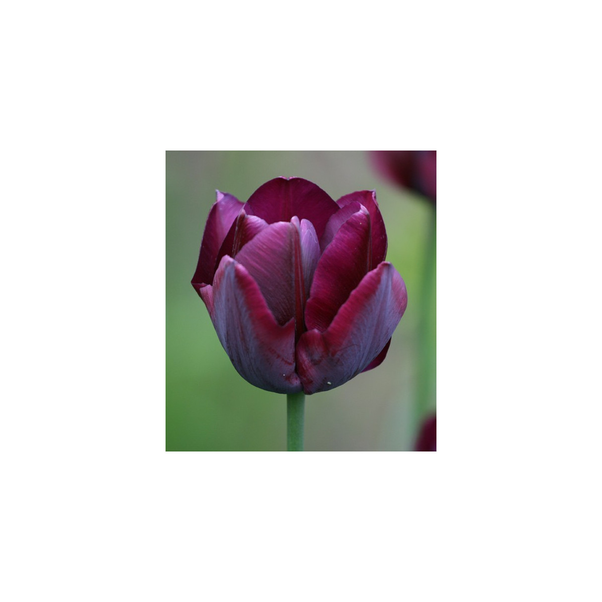 Tulipán Ronaldo - Tulipa - predaj cibuľovín - 3 ks