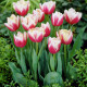 Tulipán Wirosa - predaj cibuľovín - holandské tulipány - 3 ks
