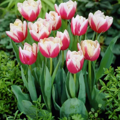 Tulipán Wirosa - predaj cibuľovín - holandské tulipány - 3 ks