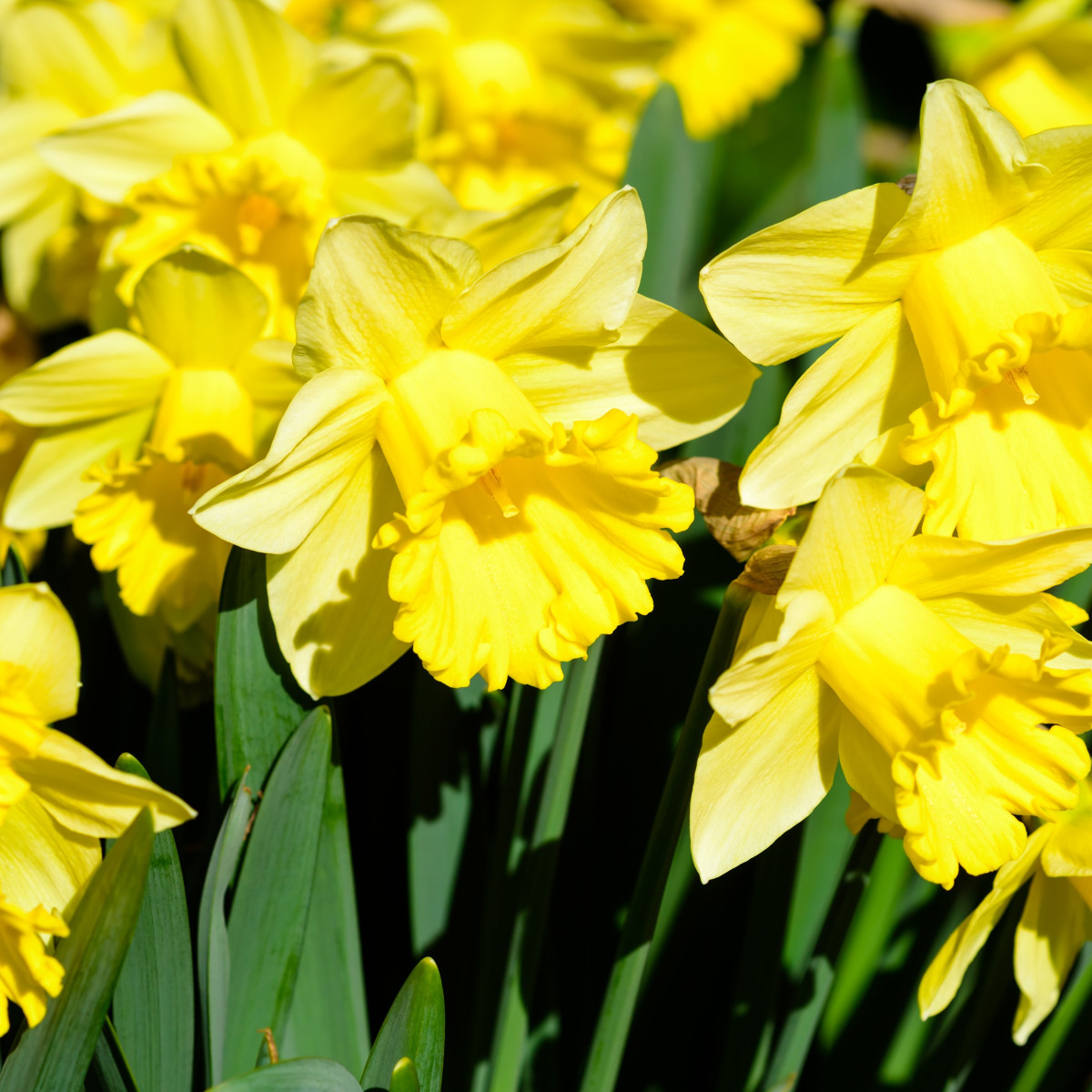 Narcis Goblet - predaj cibuľovín - plnokveté narcisy - 3 ks