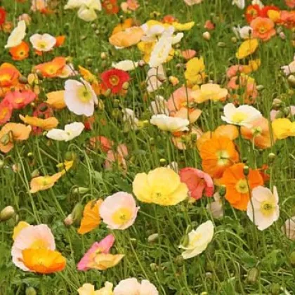 Mak holý Champagne Bubbles - Papaver nudicaule - semená maku - 10 ks