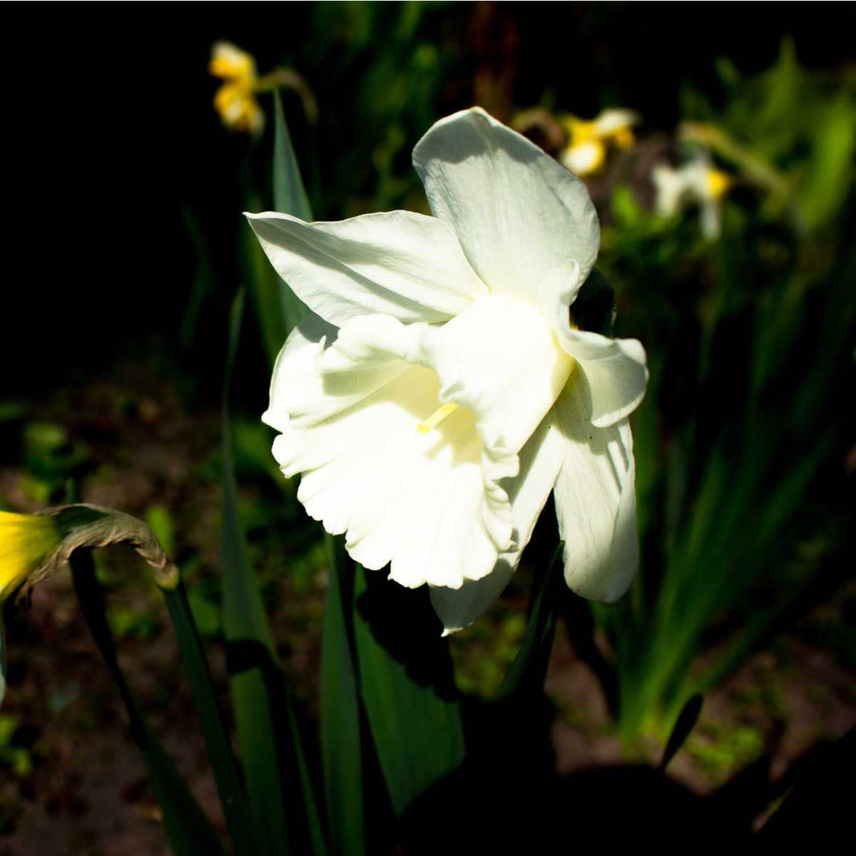 Narcis Rippling Waters - predaj cibuľovín - biele narcisy - 3 ks
