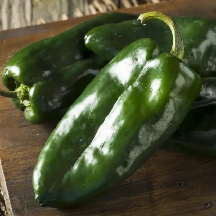 Chilli Poblano - Capsicum chinense - 6 ks