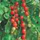 Paradajka Sweetie - Solanum lycopersicum - Semená rajčiaka - 6 ks