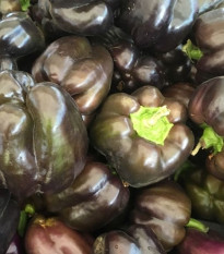 Paprika Babybell Chocolate - Capsicum annuum - predaj semien - 8 ks