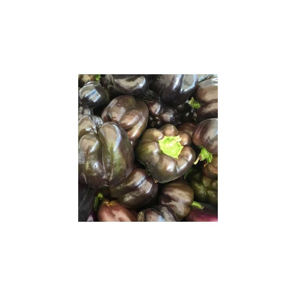 Paprika Babybell Chocolate - Capsicum annuum - predaj semien - 8 ks