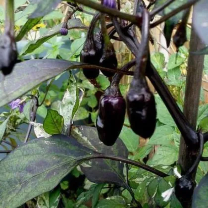 Chilli Purple Tiger - Casicum annuum -  semená - 6 ks