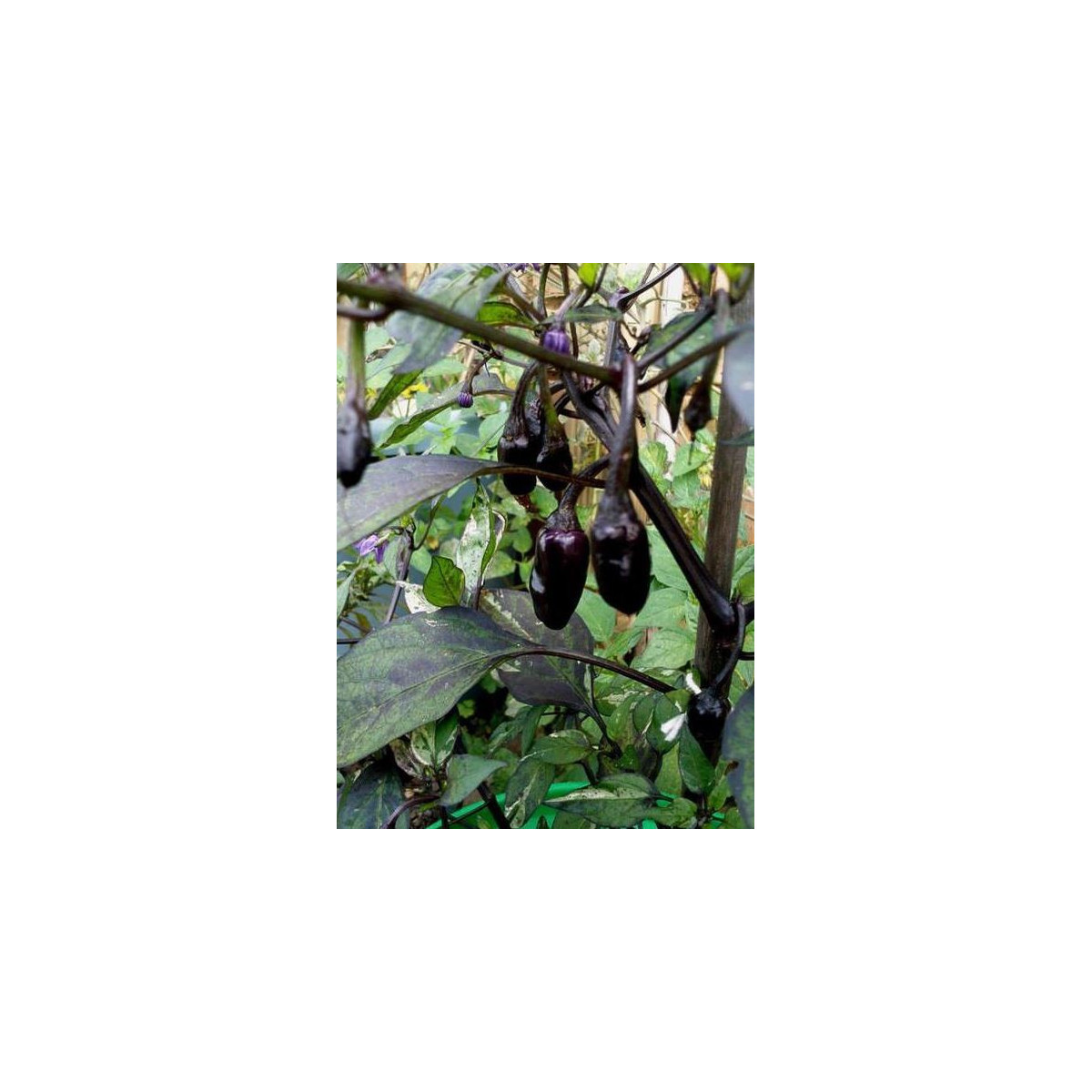 Chilli Purple Tiger - Casicum annuum -  semená - 6 ks