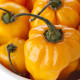 Chilli Scotch Bonnet oranžové - Capsicum chinense - predaj semien - 6 ks