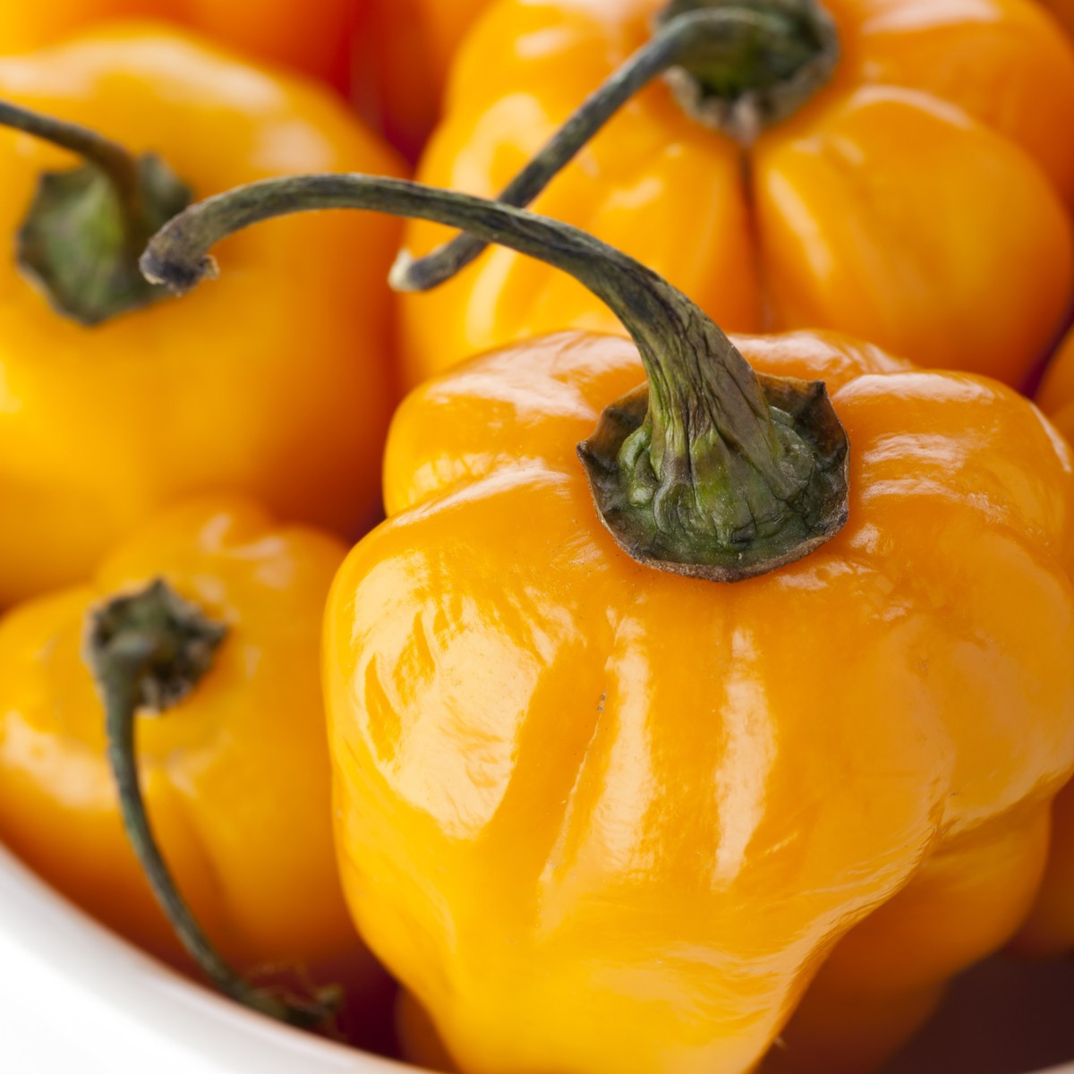 Chilli Scotch Bonnet oranžové - Capsicum chinense - predaj semien - 6 ks