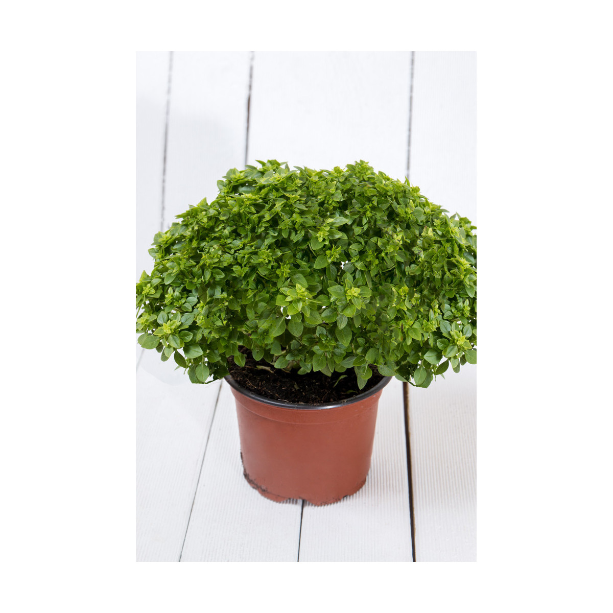 Bazalka pravá vonná Piccolino - predaj semien bazalky - Ocimum - 200 ks