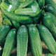 Uhorka Charlotte - cucumis  - uhorka siata - semená uhorky - 6 ks