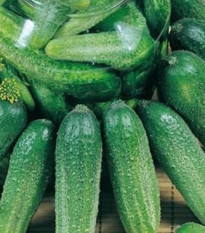 Uhorka Charlotte - cucumis  - uhorka siata - semená uhorky - 6 ks