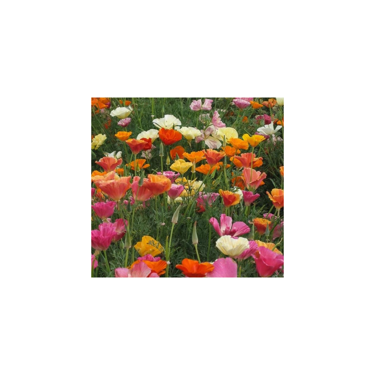 Slncovka zmes farieb - Eschscholzia californica - predaj semien - 200 ks