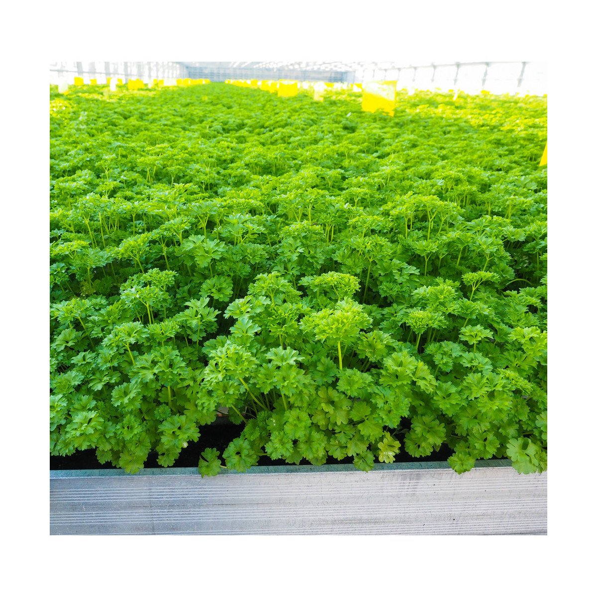 Petržlen Afrodite - Petroselinum crispum - semená petržlenu - 0,5 g