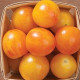 Paradajka Artisan Golden Bumble Bee - Solanum lycopersicum - Predaj semien rajčiaka - 5 ks