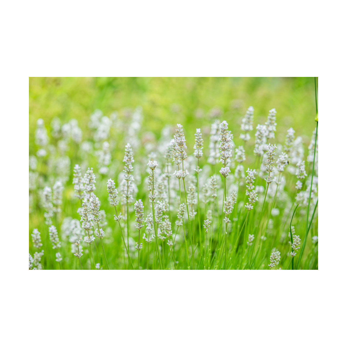 Levanduľa lekárska biela Ellegance Snow - Lavandula angustifolia - semená levandule - 15 ks