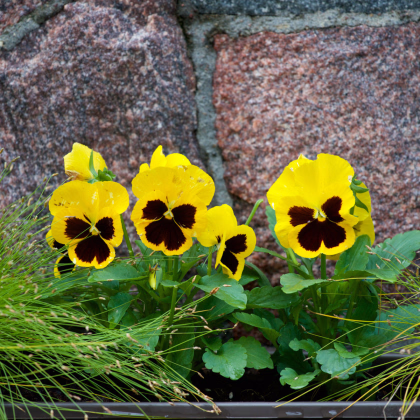 Sirôtka Schweizer Riesen Goldgelb - Viola wittrockiana - predaj semien - 200 ks