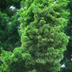 Tuja orientálna - Platycladus orientalis - semená tuje - 20 ks